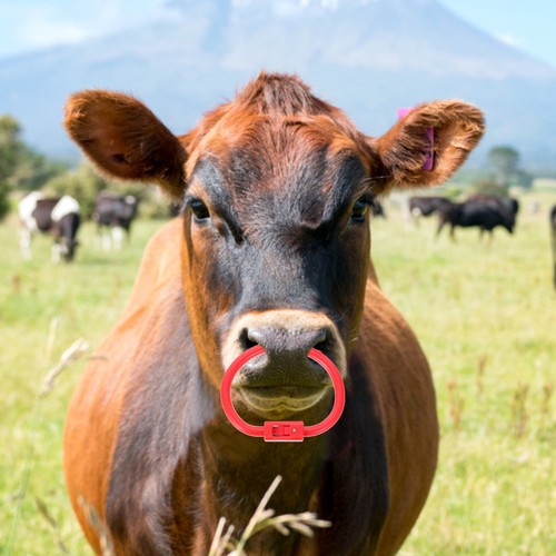 Cattle clamp plastic nose - cattle,